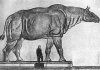 220px-Paraceratherium_size.jpg