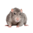 IAmKakeRed