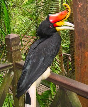 hornbill.jpg