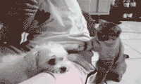 dogcat-1.gif