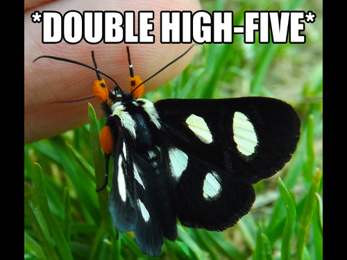 2DLpWQH.jpg