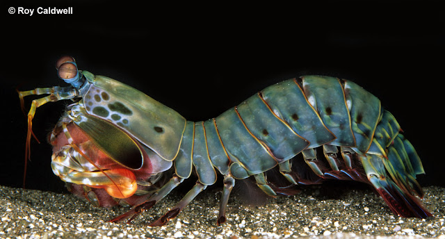 Mantis+shrimp.jpg