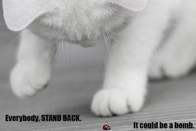 funny-pictures-of-dogs-cat-bomb.jpg