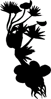 rirsasshadow.png