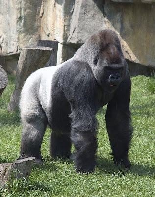 14.gorilla.jpg