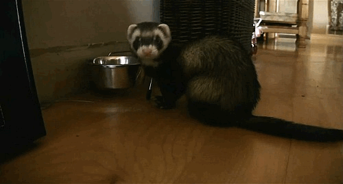 tumblr_mg7yaqAu3a1rgbtigo1_500.gif