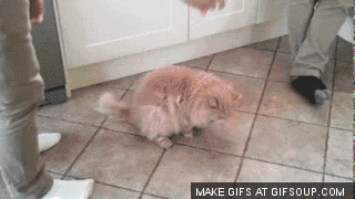 VwPPNWt.gif