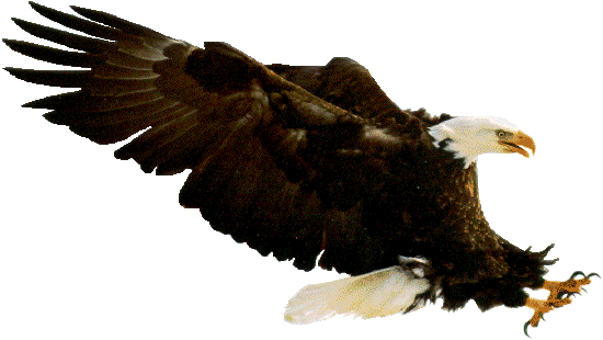 eagle_swoop.gif