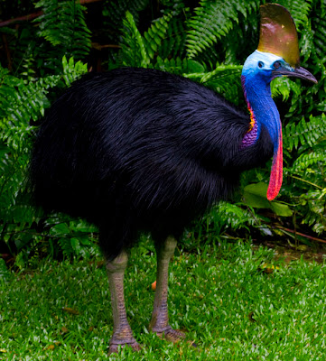 Cassowary-01.jpg