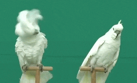 ce6.gif