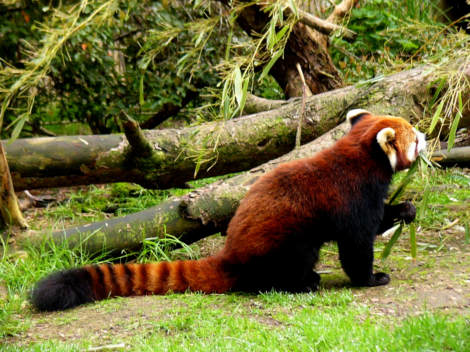 Red_panda_eating_bamboo.jpg
