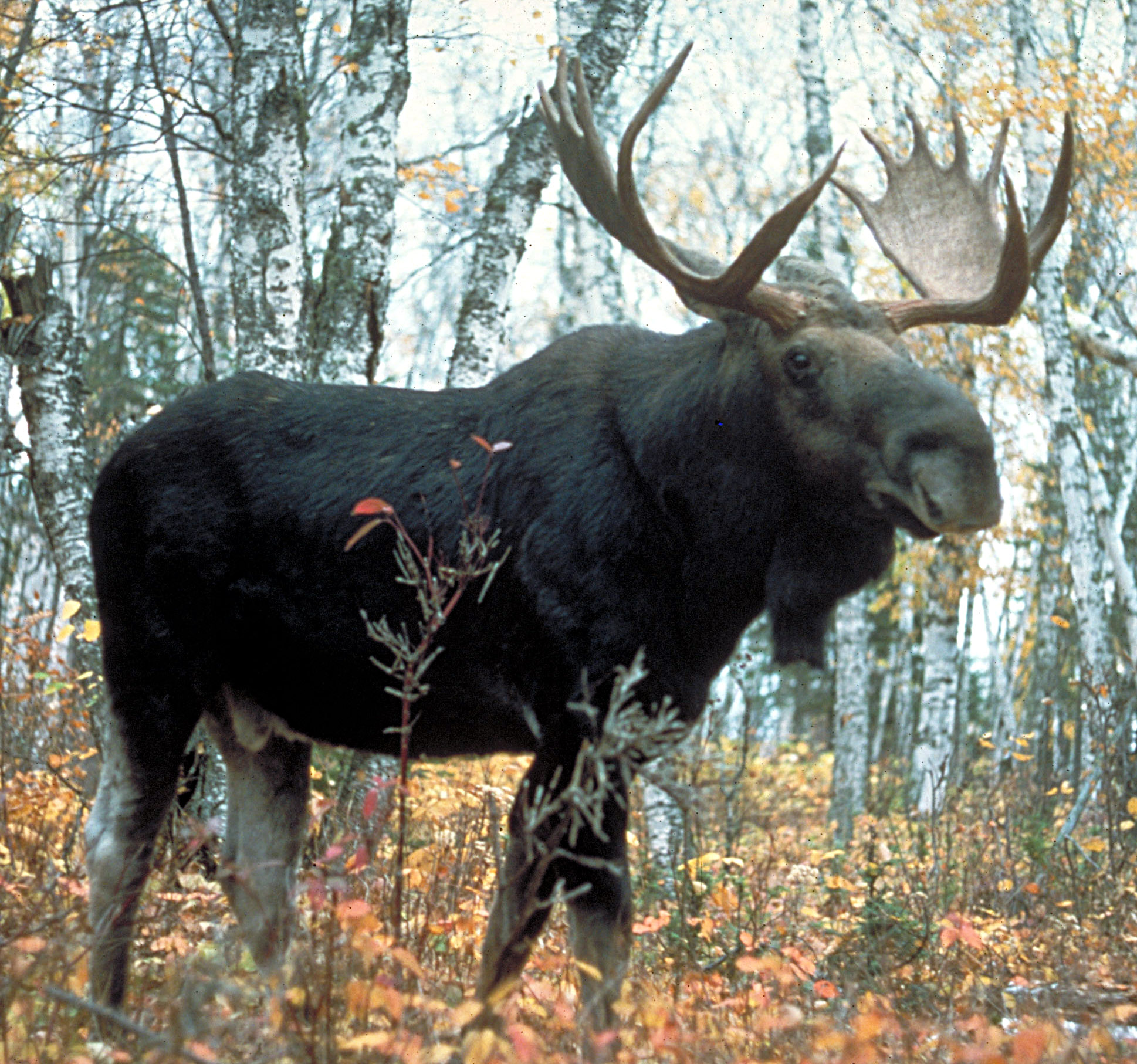 Moose_superior.jpg