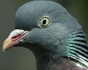 Houtduif280506_NW.jpg