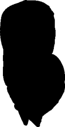 crzshadpw.png