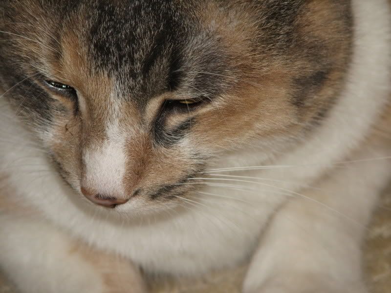 Muki-2.jpg