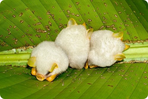 ectophyllaalba5.jpg