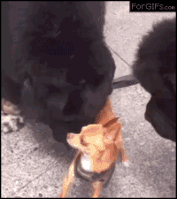 kIvDPvC.gif