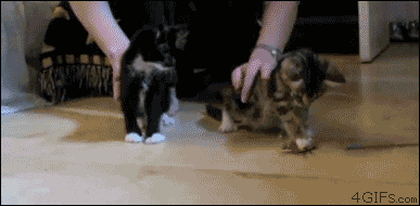 giphy.gif