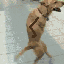 zYPdSGk.gif