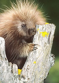 porcupine2sm.jpg