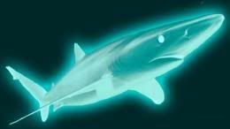 redshark6.jpg
