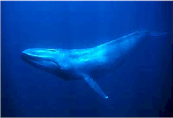 bluewhale.jpg