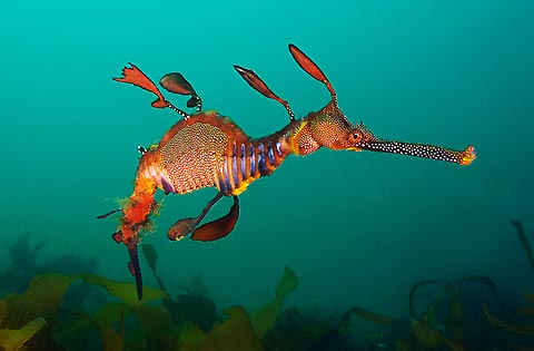 Weedy-Sea-Dragon-animals-29957285-480-315.jpg