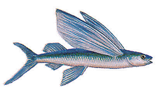 flying-fish.gif