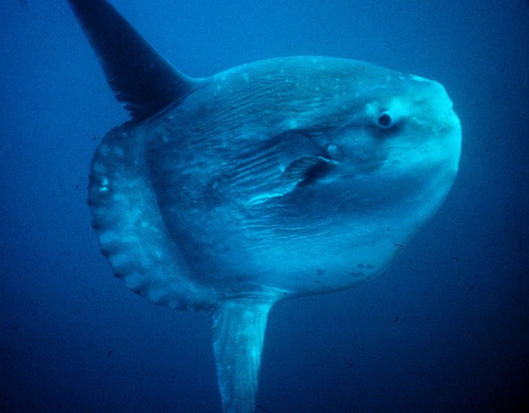 767px-Mola_mola.jpg