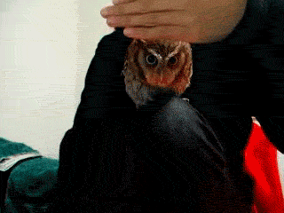 tumblr_lm8v2fK2is1qzj2i2o1_400.gif