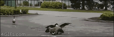 tumblr_mf5g38mVVS1qdlh1io1_500.gif