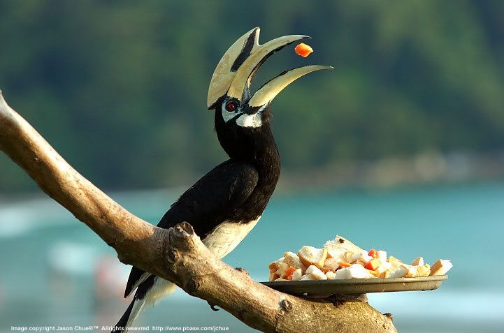 Jason_Chue_hornbill.jpg