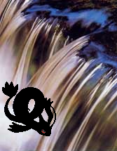 Whosthatpokemon.png
