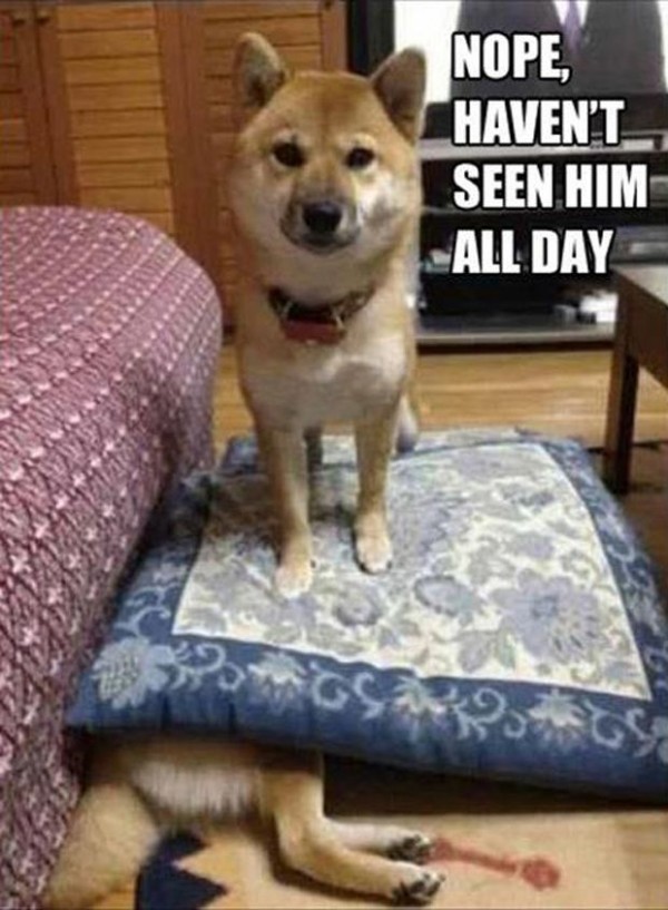FUNNY-DOGS-CAPTIONS-PICTURES-PICS-600x817.jpg