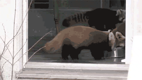 eEpXhaU.gif
