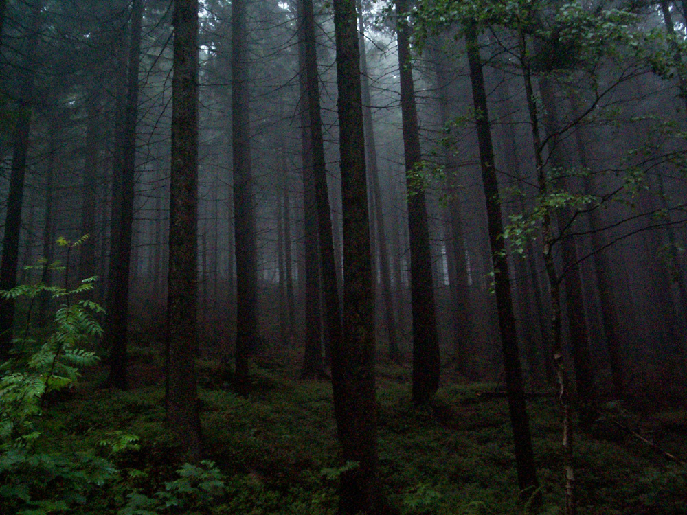 fog_in_deep_forest_ii_by_vrolok_stock.jpg