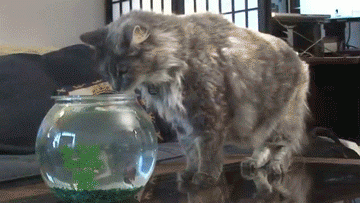 tumblr_mrtjp6ThVs1rikfino10_400.gif