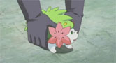 Giratina and the Bouquet from the Icy Sky, Shaymin